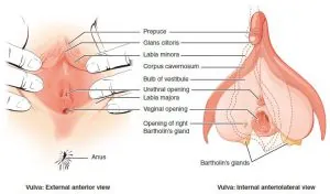 Anatomy of the vulva and clitoris